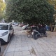 κλάδεμα  Αρτάκης 6