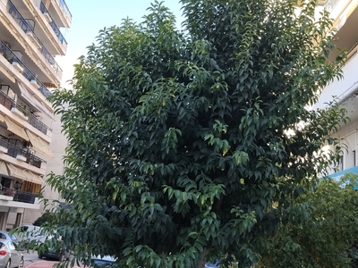 Κλάδεμα δύο δέντρων επί της οδού Λασσάνη με Εθν.Αντιστάσεως