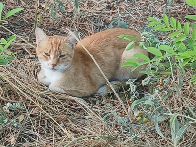 Αίτημα για ΣΥΠΠΑΖΑΘ   Νικολάου Πλαστήρα