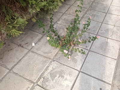 Εγκαταλελειμμένα σκουπίδια & θάμνοι   Τσαγκαλίδη 3