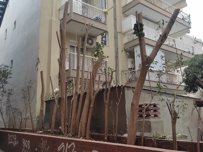 Καρατόμηση δέντρων .στο πάρκο Σηφάκη
