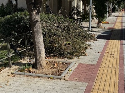 ΚΛΑΔΙΑ ΚΟΜΜΕΝΑ ΠΕΤΑΜΕΝΑ ΣΤΟ ΠΕΖΟΔΡΟΜΙΟ Ερυθρού Σταυρού