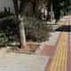 ΚΛΑΔΙΑ ΚΟΜΜΕΝΑ ΠΕΤΑΜΕΝΑ ΣΤΟ ΠΕΖΟΔΡΟΜΙΟ Ερυθρού Σταυρού