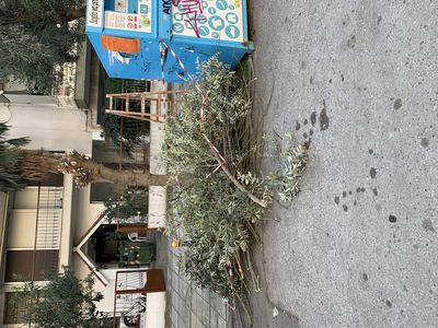 Μάζεμα κλαδιών