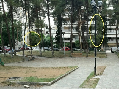 Κλάδεμα επικίνδυνων δέντρων