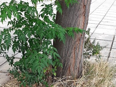 Καθαρισμός δενδροδόχου