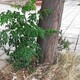 Καθαρισμός δενδροδόχου