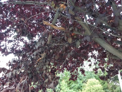 Το χάλι μας το μαύρο