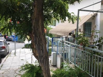 Σάπιο δένδρο