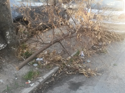 Κομμένο μεγάλο κλαδί δίπλα απο κάδους