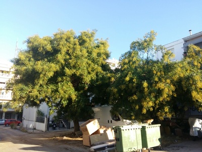 ΚΛΑΔΕΜΑ ΔΕΝΤΡΩΝ