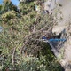 Κλαδεμα δεντρων