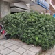 Κλάδεμα αγγελικών σε είσοδο