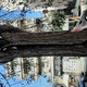 Σάπιο δέντρο