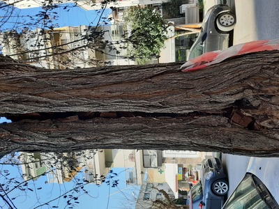 Σάπιο δέντρο 