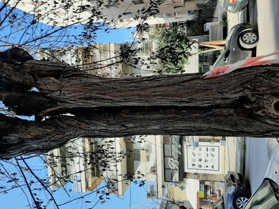 Σάπιο δέντρο 