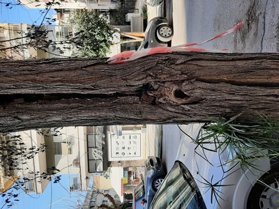 Σάπιο δέντρο 