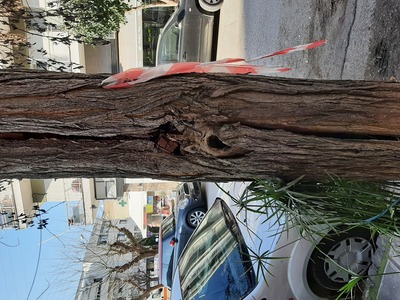 Σάπιο δέντρο επικίνδυνο 