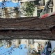Σάπιο δέντρο επικίνδυνο
