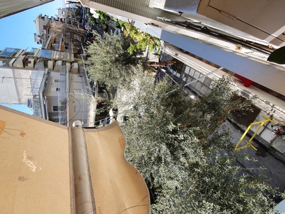 Κλαδεμα Δένδρων