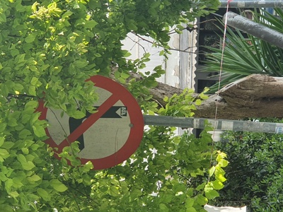 Κλαδεμα Δένδρων