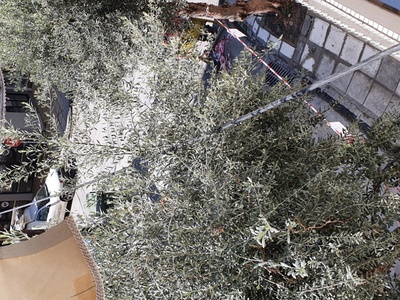 Κλαδεμα Δένδρων