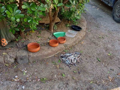 Αποφαγια εκτός καδου