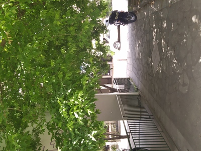 Κλαδιά δένδρου που θέλουν κλάδεμα 