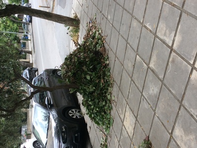 ΑΠΟΚΟΜΙΔΗ ΚΛΑΔΙΩΝ