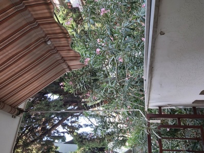 Ψεκασμός για κουνούπια