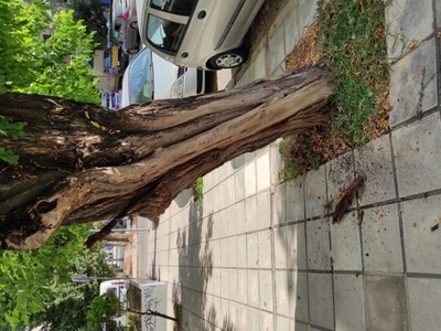 Σάπιο δέντρο