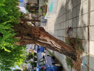 Σάπιο δέντρο