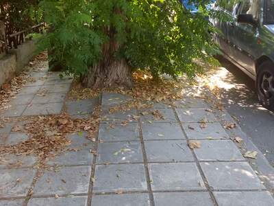 Κλάδεμα δέντρων /Διέλευση πεζών 