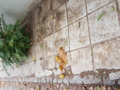 Ακαθαρσίες στο 10ο νηπιαγωγείο 