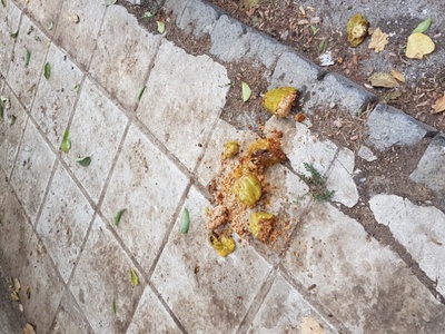 Ακαθαρσίες στο 10ο νηπιαγωγείο 