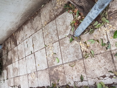 Ακαθαρσίες στο 10ο νηπιαγωγείο #3