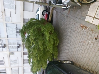 Πεσμένο δέντρο 