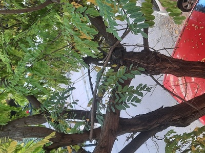 Επικίνδυνο Δέντρο 