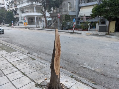 Σπασιμο δεντρου απο συνεργειο