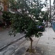 Αρρωστα δεντρα