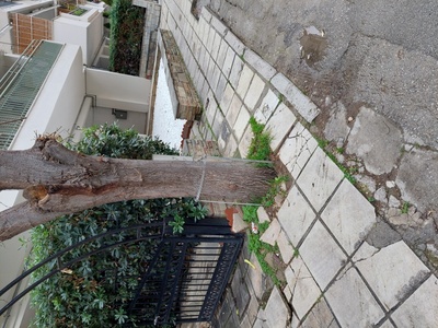 Κοπη επικίνδυνου δεντρου