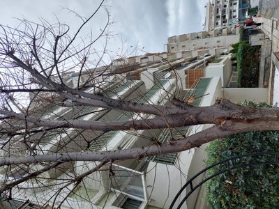 Κοπη επικίνδυνου δεντρου