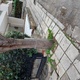 Κοπη επικίνδυνου δεντρου