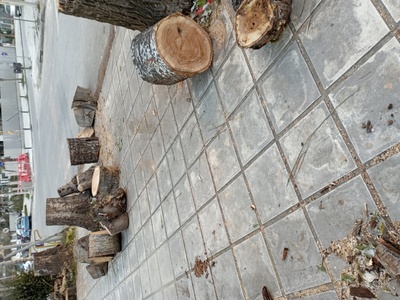 Κοπή δέντρων