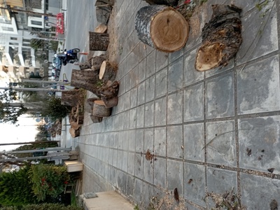 Κοπή δέντρων