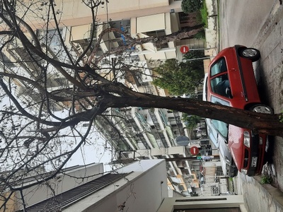 Επικίνδυνο Δένδρο 