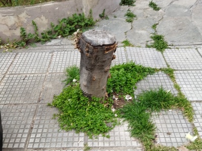 Εκρίζωση κορμού 