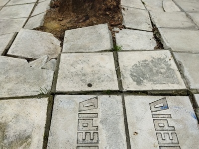 Εκρίζωση κορμού 