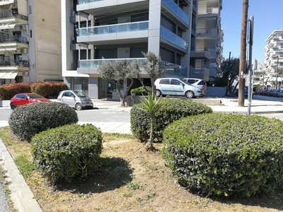 Δέντρο στη θέση του γιουκα. 