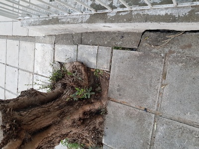 Κίνδυνος από ρίζες δέντρων